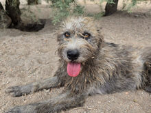 FONNINA, Hund, Mischlingshund in Italien