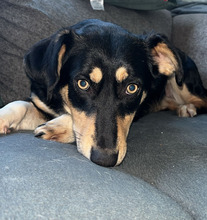 JUNA, Hund, Mischlingshund in Wustrow