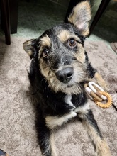 MIRABELA, Hund, Mischlingshund in Rödinghausen