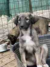 VIRO, Hund, Mischlingshund in Minden