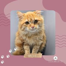 AMELIE, Katze, Halblanghaar-Mix in Bulgarien