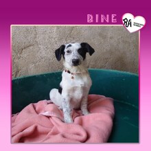 BINE, Hund, Mischlingshund in Bulgarien