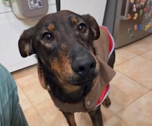 MALOU, Hund, Mischlingshund in Rumänien