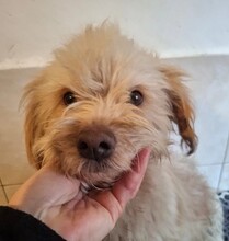 FUSSEL, Hund, Mischlingshund in Rumänien