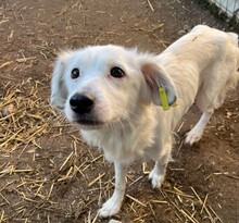 TOURANA, Hund, Mischlingshund in Rumänien