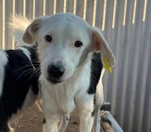 TROC, Hund, Mischlingshund in Rumänien