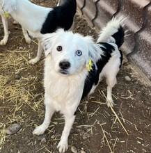 TILDA, Hund, Mischlingshund in Rumänien