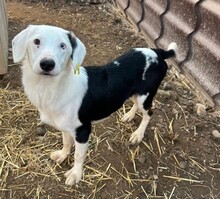 TIGUAN, Hund, Mischlingshund in Rumänien