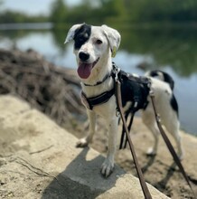 TIGUANA, Hund, Mischlingshund in Dettingen