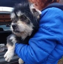 ARRAY, Hund, Mischlingshund in Rumänien