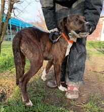 MAX, Hund, Mischlingshund in Rumänien