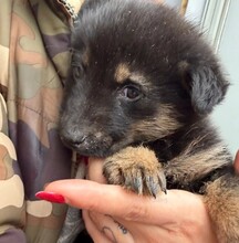 WICHTEL, Hund, Mischlingshund in Rumänien