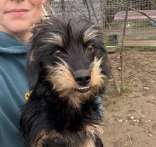 RAMI, Hund, Mischlingshund in Rumänien