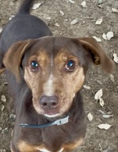 BRACCO, Hund, Mischlingshund in Italien