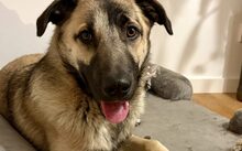 BUTSCHEK, Hund, Malinois-Mix in Fürth