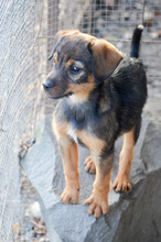 ALEXIS, Hund, Mischlingshund in Rumänien