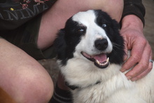 LOTTI, Hund, Border Collie in Oberickelsheim