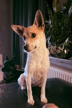 BALA, Hund, Mischlingshund in Halver