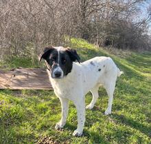 MAGDALENA, Hund, Mischlingshund in Bulgarien