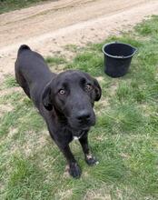 MADDOX, Hund, Mischlingshund in Bulgarien