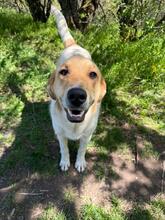 MERLIN, Hund, Mischlingshund in Bulgarien