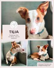 TILIA, Hund, Podenco-Mix in Sindelfingen