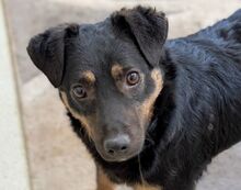 LINO, Hund, Mischlingshund in Gefrees