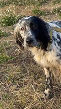 BORIS, Hund, English Setter in Brühl