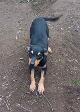 LADY, Hund, Mischlingshund in Italien