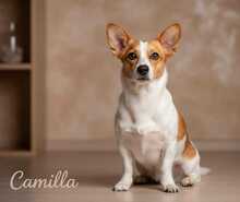 CAMILLA, Hund, Mischlingshund in Italien