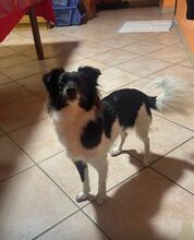 SOFIA, Hund, Mischlingshund in Italien