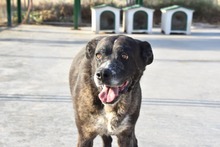 TRUFA, Hund, Mischlingshund in Spanien