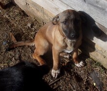 SISSI, Hund, Mischlingshund in Engelskirchen