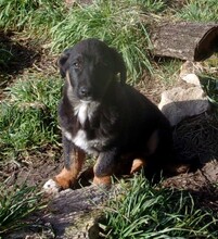 SULLEY, Hund, Mischlingshund in Bargteheide