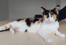 AYLIN, Katze, Europäisch Kurzhaar in Spanien