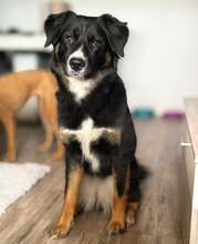 KIARA, Hund, Australian Shepherd in Neumarkt
