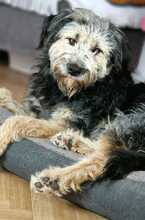 FRITZI, Hund, Mischlingshund in München