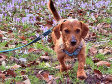 SARDEDDU022026, Hund, Dackel-Mix in München