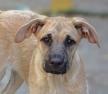 BEA, Hund, Mischlingshund in Rumänien