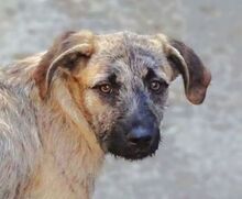 BETTY, Hund, Mischlingshund in Rumänien