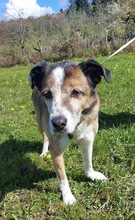 THOR, Hund, Mischlingshund in Bollschweil