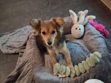 PICCOLA, Hund, Mischlingshund in Reichertshausen