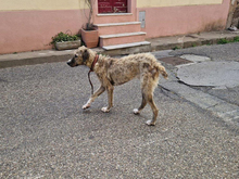 KORE, Hund, Pastore Maremmano-Mix in Heidelberg