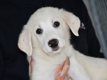 TOKYO, Hund, Maremma Abruzzenhund-Mix in Rödersheim-Gronau