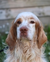 BUCK, Hund, English Setter in Italien