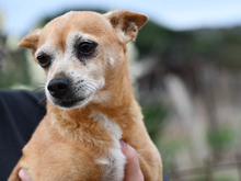 MIA, Hund, Mischlingshund in Langerwehe