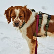 FISH, Hund, Bretonischer Vorstehhund in Seesen