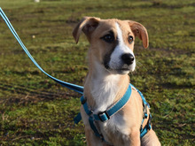 PAOLINA, Hund, Mischlingshund in Neuss