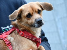 LOLLO, Hund, Mischlingshund in Neuss