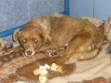 MECHO, Hund, Mischlingshund in Bulgarien